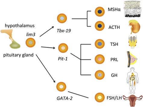 Making A Pituitary Gland In A Dish Cell Stem Cell