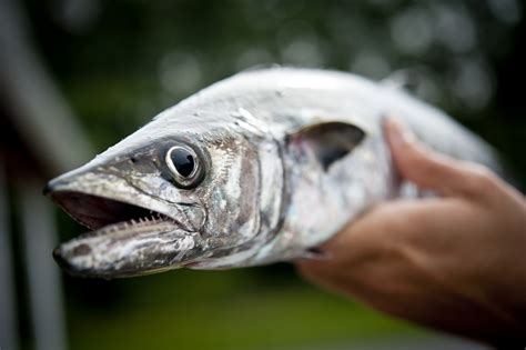 King Mackerel on the Cape? | On The Water