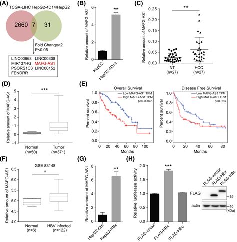 Hbx‐upregulated Mafg‐as1 Promotes Cell Proliferation And Migration Of