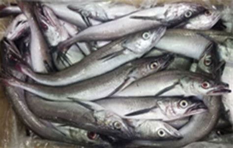 Pacific Hake Great Northern Products