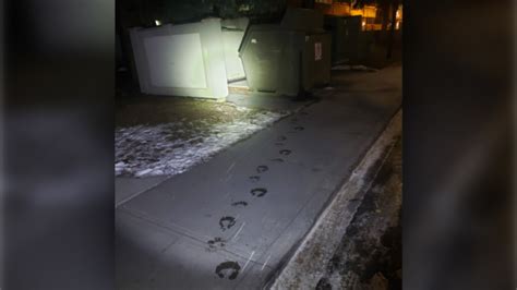 Greasy Paw Prints Prompt Town Of Banff To Issue Bear Related Warning