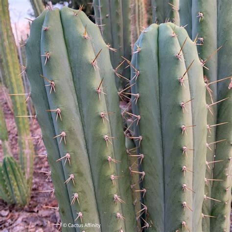 Cactus Affinity