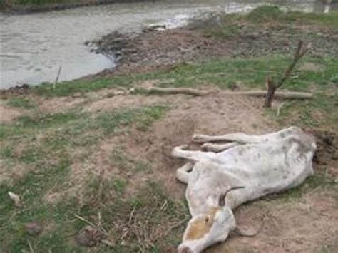 Reportan animales muertos por contaminación minera NO A LA MINA ESQUEL