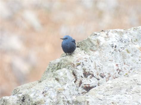 Galer A Alas Del Sur Birding