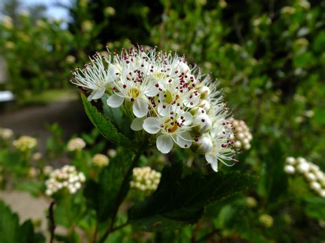 Physocarpus Opulifolius Rosaceae Image 58549 At PhytoImages Siu Edu