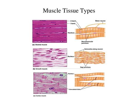 Type Of Muscle That Is Voluntary And Striated Secret Recipe Chicken