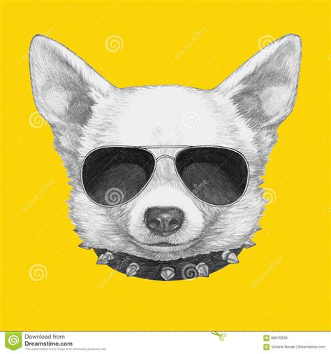 Retrato De La Chihuahua Con Las Gafas De Sol Y El Cuello Stock De