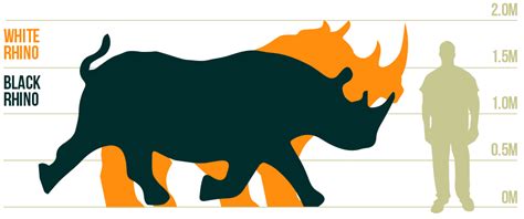 African Rhino Facts - Why is the Black Rhino Important? - Rhino Rest