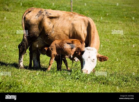 Las Vacas Lecheras En Los Pastizales De Verano Fotograf A De Stock Alamy