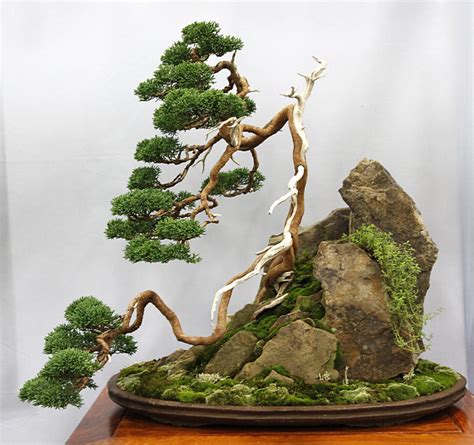 Finest Innovative Bonsai Design 2014 - U.S. National Bonsai Exhibition