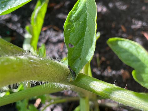Tomato sucker or not : r/gardening