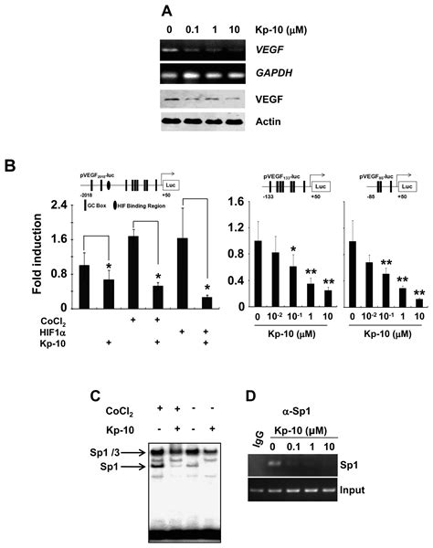 Kisspeptin 10 A KISS1 Derived Decapeptide Inhibits Tumor Angiogenesis