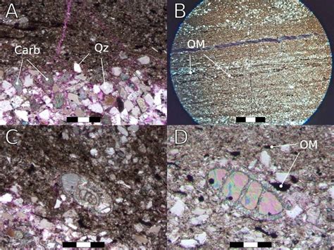 Thin Section Photomicrographs In Xpl A Grain Size And Mineral Content Download Scientific