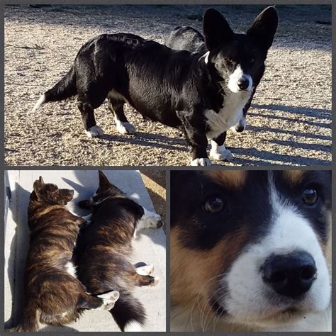 Giandarra Cardigan Welsh Corgis NSW Australia - ALL of our breeding dogs are health screened