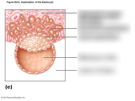 Implantation Of The Blastocyst Part Diagram Quizlet