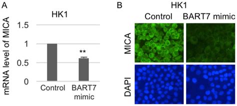 EpsteinBarr Virusencoded MicroRNA BART7 Downregulates Major