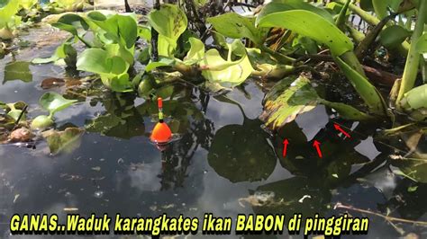 EDANIKAN LOHAN BABON GANAS UMPAN TURUN LANGSUNG DI SAMBAR Mancing