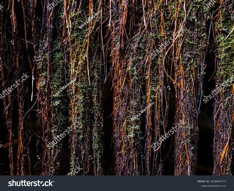 plant roots texture background stock photo  shutterstock