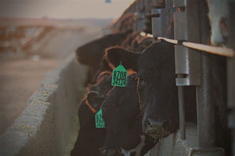 Livestock Gross Margin (LGM)