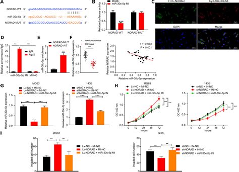 Bone Mesenchymal Stem Cell Derived Extracellular Vesicles Containing