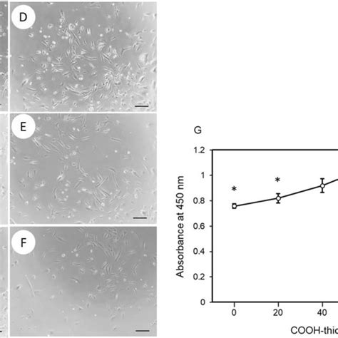 The Proliferation Of HMSCs On The BFGF His 7 Immobilized Surfaces