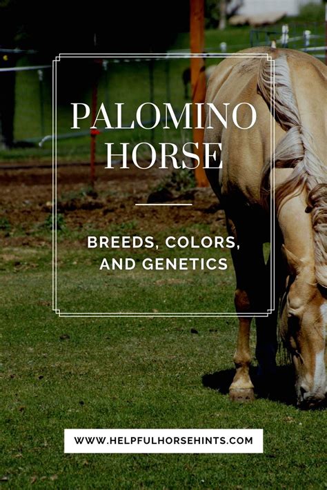 Palomino horse breeds colors and genetics – Artofit