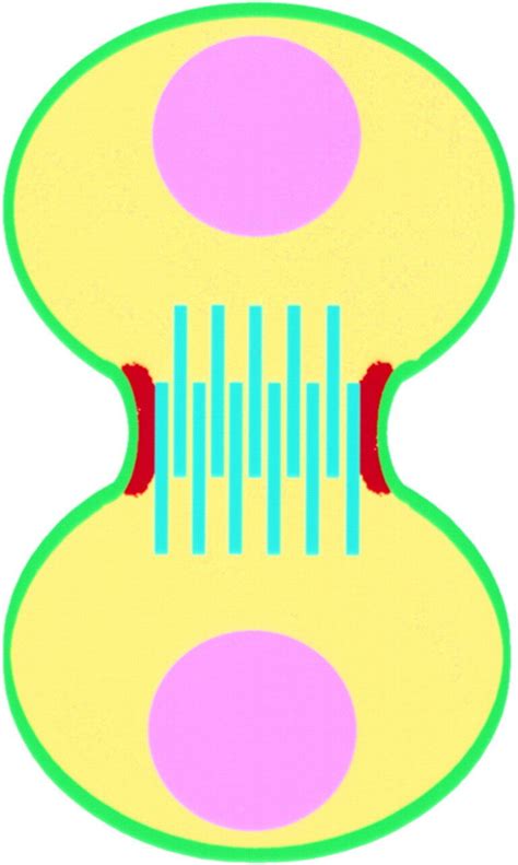 The Basics Of Cytokinesis Cytokinesis Is Accomplished Through