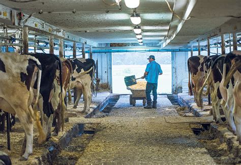 Une Petite Ferme Laiti Re Bio Parmi Les Meilleures Au Canada La Terre