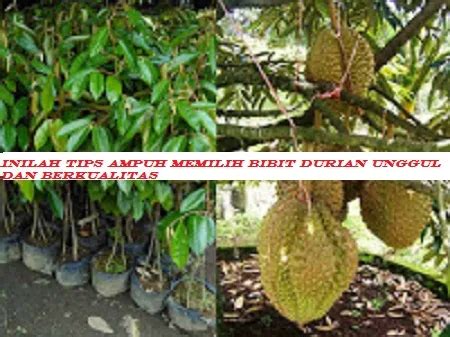 Inilah Tips Ampuh Memilih Bibit Durian Unggul Dan Berkualitas Pustaka