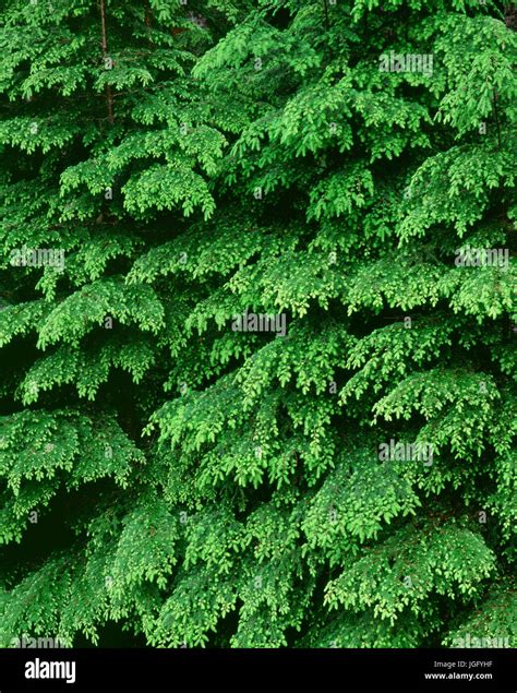 Western Hemlock Leaf Hi Res Stock Photography And Images Alamy