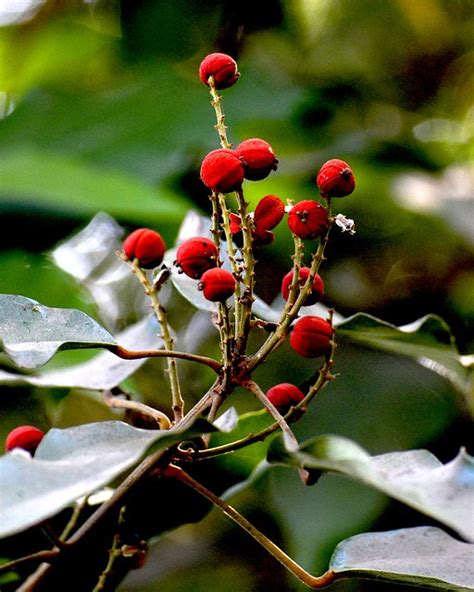 Kumkum Fruitskamalashendrimallotus Philippensismnp20140323 A