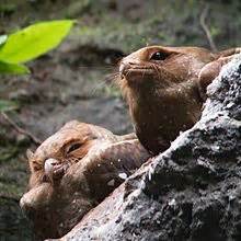 Oilbird - Wikipedia