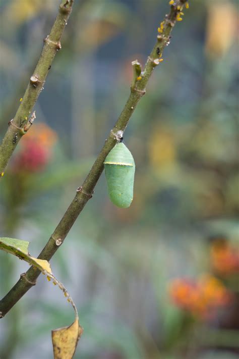 Queen chrysalis? : r/Butterflies