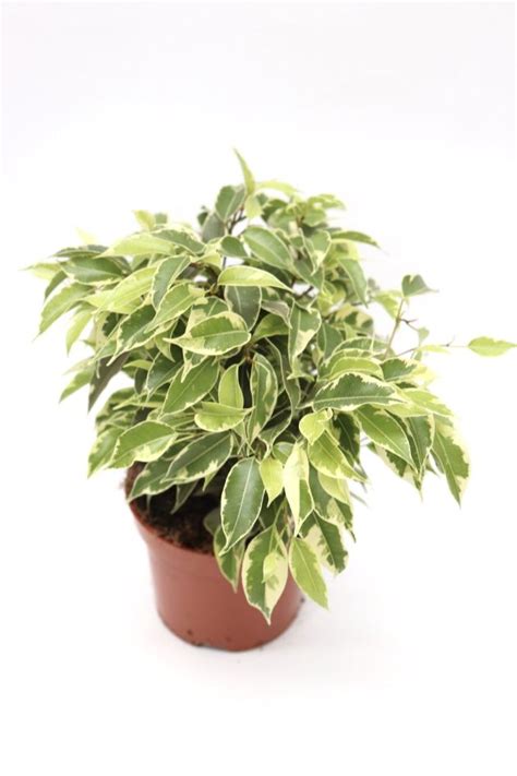 Ficus Benjamina Golden King Planthiza