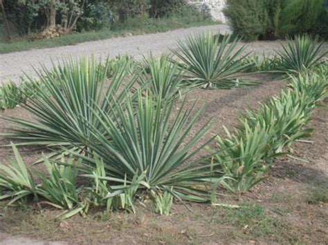 Юкка (Yucca Filamentosa), ложная пальма Культурные Цветы садовые Кубани ...