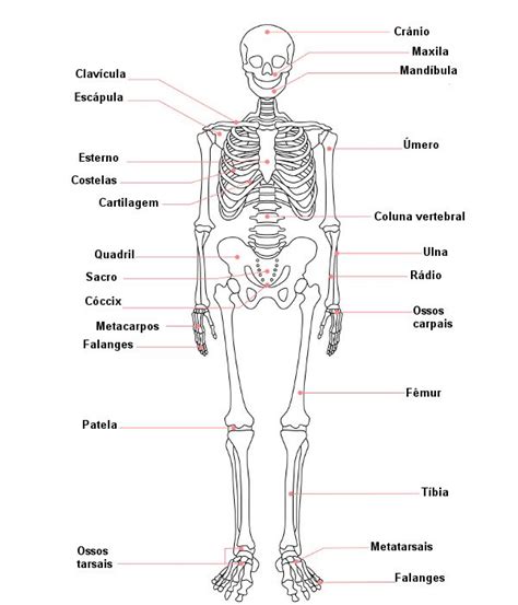 Sistema Esquel Tico Ossos E Articula Es Brasil Escola Anatomia