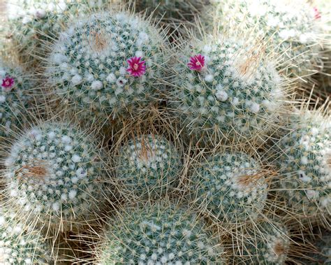 Mammillaria Carnea Species From Mexico Photographed At Vol Flickr