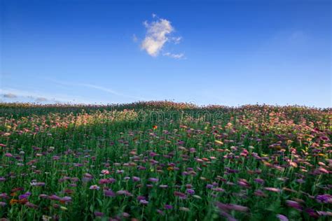 Beautiful Landscape of Canola Flower Field Again Blue Sky Stock Photo ...