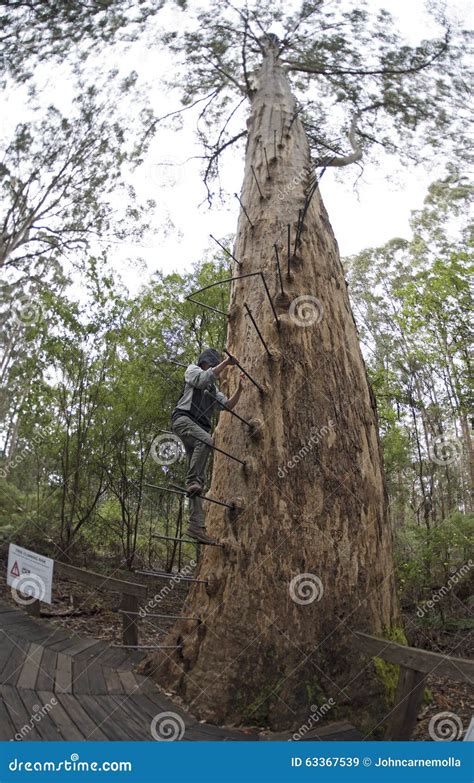 Árbol gigante del karri imagen de archivo Imagen de australia 63367539