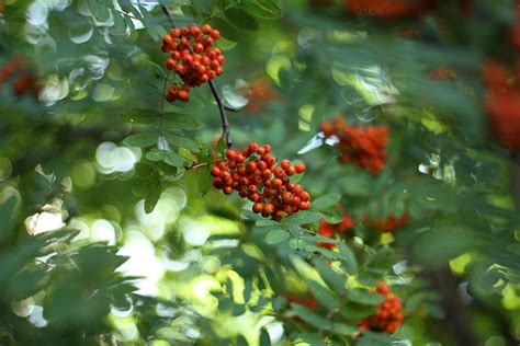 The Folklore And Mythology Of The Rowan Tree The Good Life Society