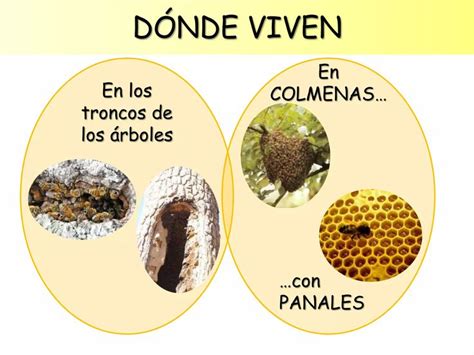 Las abejas para Educación Infantil Tipos de abejas Abejas