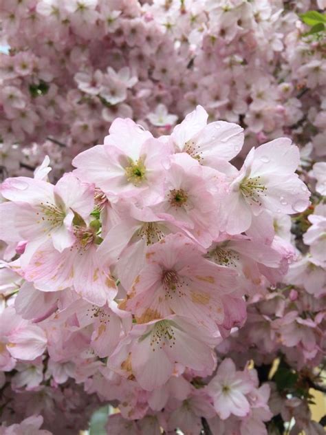 Free Images Branch Flower Petal Spring Produce Japan Cherry