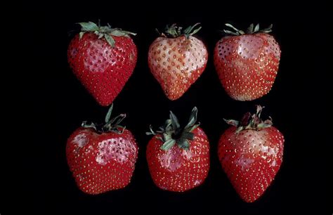 Strawberry | Postharvest Research and Extension Center