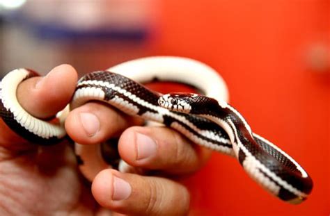 Pet Snakes That Stay Small Petmd