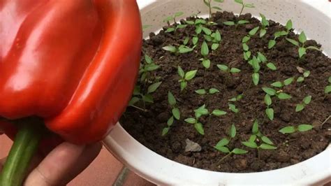 Como cultivar pimentão em casa o segredo para ter uma produção