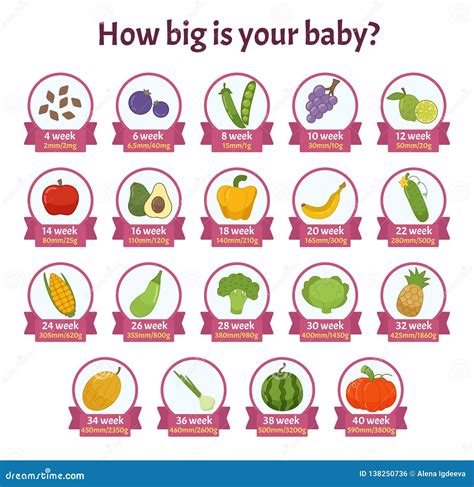 Baby Size Fruit Stock Illustrations 72 Baby Size Fruit Stock