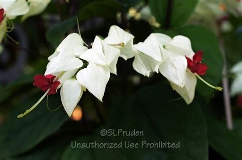 PlantFiles Pictures Clerodendrum Species Bleeding Heart Vine Glory