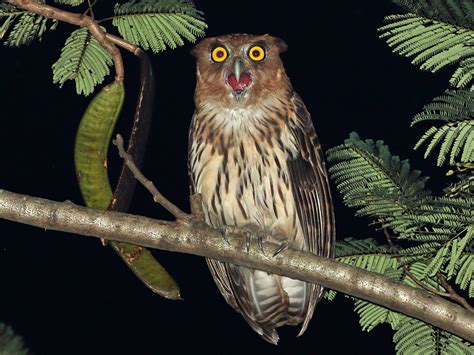 Philippine Eagle-Owl - eBird