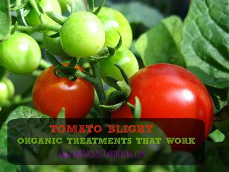 Tomato Blight: Organic Treatment for Early and Late Blight