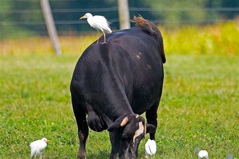 Cattle Egret Riding A Cow Cow Cattle Riding